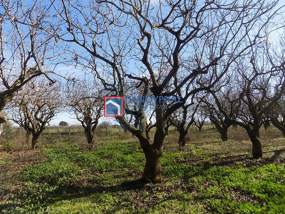 Αγροτεμάχια 5.564 τ.μ. πρός πώληση, Φθιώτιδας, Λαμία