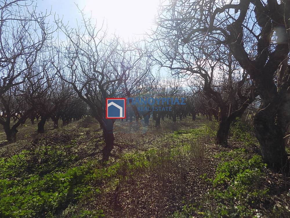Αγροτεμάχια 5.564 τ.μ. πρός πώληση, Φθιώτιδας, Λαμία