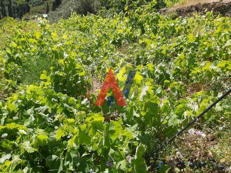 Οικόπεδο 3.274τ.μ. για πώληση-Άνδρος » Χώρα