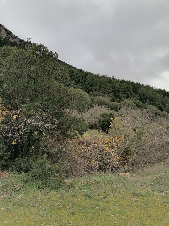 Αγροτεμάχια 14.000 τ.μ. προς πώληση, Πανόραμα Φενεού