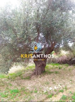 Οικόπεδο 6.100τ.μ. για πώληση-Αρκάδι » Βιρανεπισκοπή