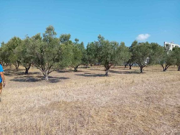 Οικόπεδο 2.650 τ.μ. για πώληση, Χαλκιδική, Καλλικράτεια