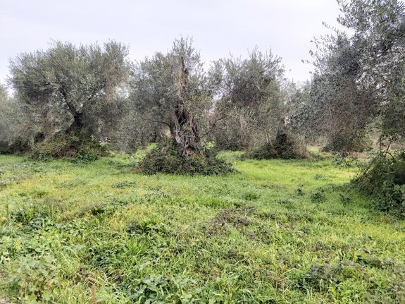 Οικόπεδο 2.307 τ.μ. για πώληση, Ν. Κέρκυρας, Κέρκυρα