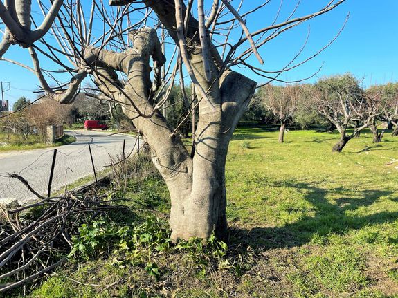 Οικόπεδο 3.675 τ.μ. για πώληση, Ν. Κέρκυρας, Κέρκυρα