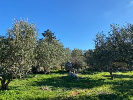 Οικόπεδο 20.000 τ.μ. για πώληση