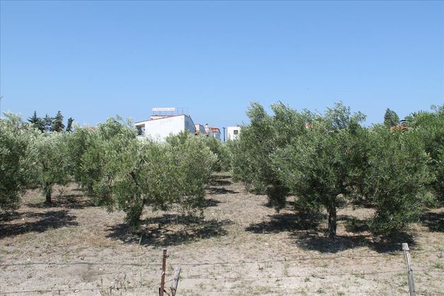 Οικόπεδο 1.000 τ.μ. για πώληση, Χαλκιδική, Σιθωνία