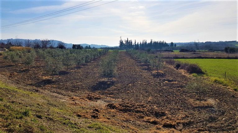 Οικόπεδο 7.100 τ.μ. για πώληση, Χαλκιδική, Κασσάνδρα