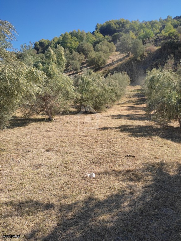 Αγροτεμάχια 6.000 τ.μ. προς πώληση, Αρχαία Πίσα
