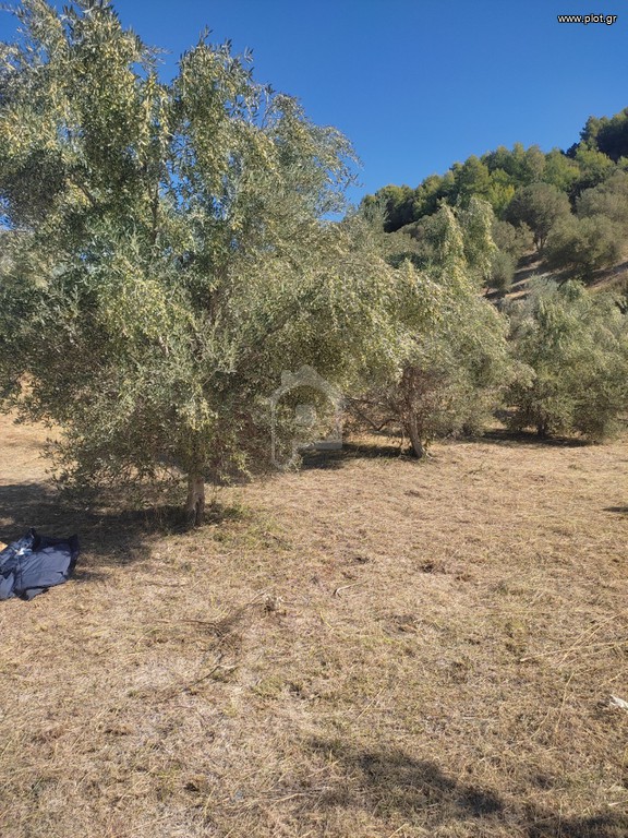 Αγροτεμάχια 6.000 τ.μ. προς πώληση, Αρχαία Πίσα