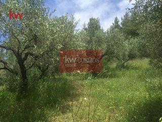 Αγροτεμάχια 13.862 τ.μ. πρός πώληση, Εύβοια, Ιστιαία-thumb-16
