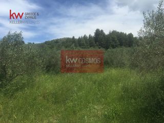 Αγροτεμάχια 13.862 τ.μ. πρός πώληση, Εύβοια, Ιστιαία-thumb-15