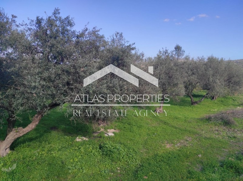 Οικόπεδο 1.277 τ.μ. προς πώληση, Νέο Χωριό Αρμενών