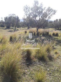 Land plot 891sqm for sale-Kalivia Thorikou » Lagonisi