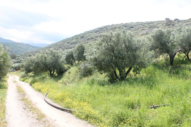 Οικόπεδο 9.700 τ.μ. για πώληση, Ν. Λασιθίου, Σητεία