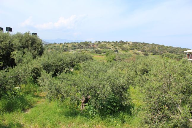 Οικόπεδο 539 τ.μ. για πώληση, Ν. Λασιθίου, Άγιος Νικόλαος