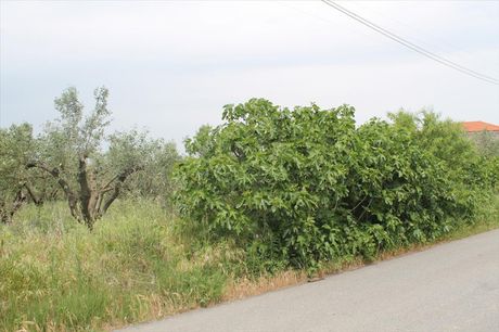 Οικόπεδο 4.200 τ.μ. για πώληση