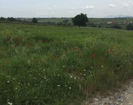 Οικόπεδο 10.600 τ.μ. για πώληση