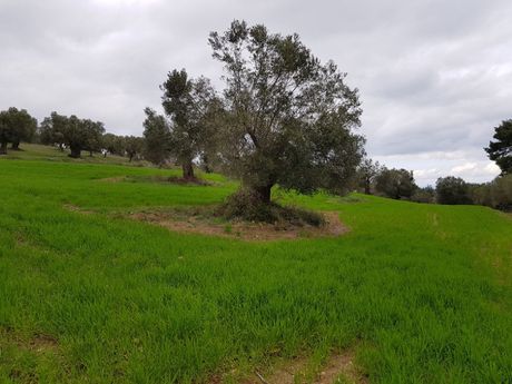 Οικόπεδο 4.000 τ.μ. για πώληση