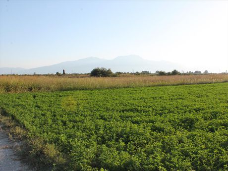 Οικόπεδο 10.000 τ.μ. για πώληση