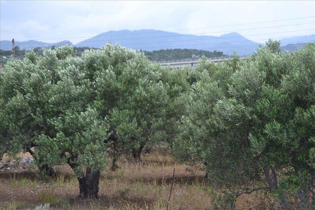 Οικόπεδο 4.070 τ.μ. για πώληση, Ν. Λασιθίου, Άγιος Νικόλαος