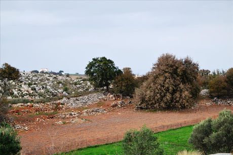Οικόπεδο 8.500 τ.μ. για πώληση