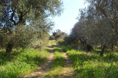 Οικόπεδο 24.000 τ.μ. για πώληση