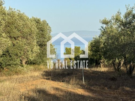 Αγροτεμάχια 21.600 τ.μ. για πώληση, Χαλκιδική, Σιθωνία