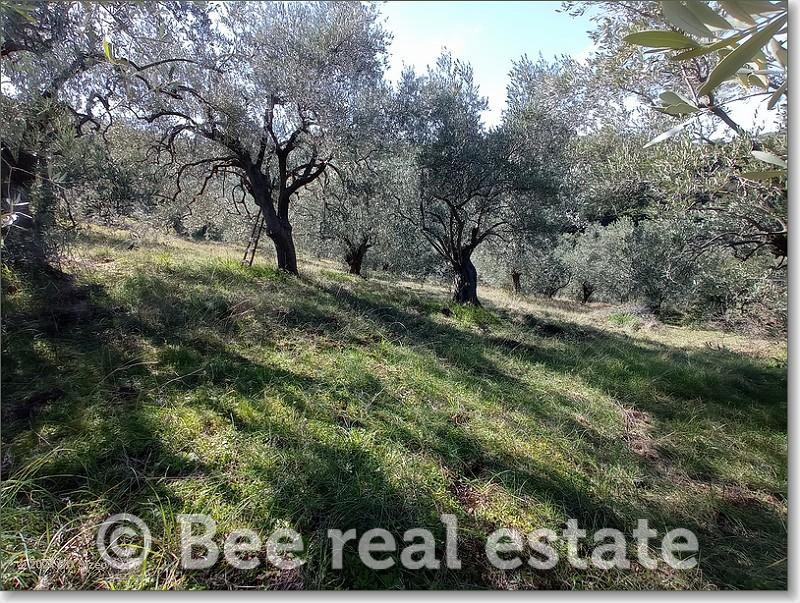 Αγροτεμάχια 3.500 τ.μ. πρός πώληση, Μαγνησία, Νέα Ιωνία Βόλου