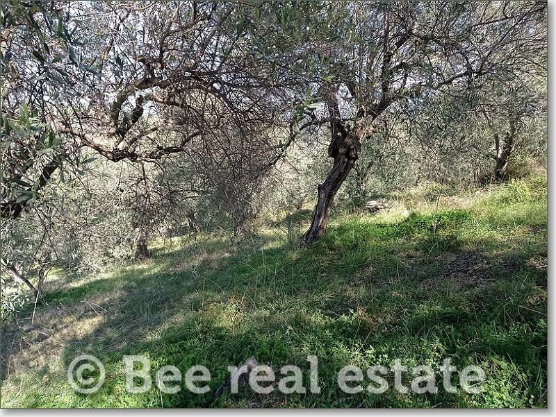 Αγροτεμάχια 3.500 τ.μ. πρός πώληση, Μαγνησία, Νέα Ιωνία Βόλου