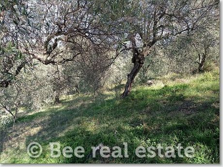 Αγροτεμάχια 3.500 τ.μ. πρός πώληση