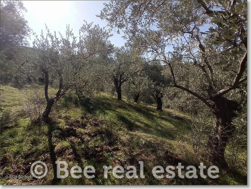 Αγροτεμάχια 3.500 τ.μ. πρός πώληση, Μαγνησία, Νέα Ιωνία Βόλου