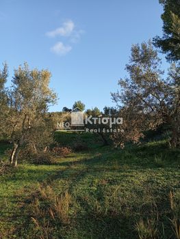 Parcel 5.647sqm for sale-Pirgos » Lampeti