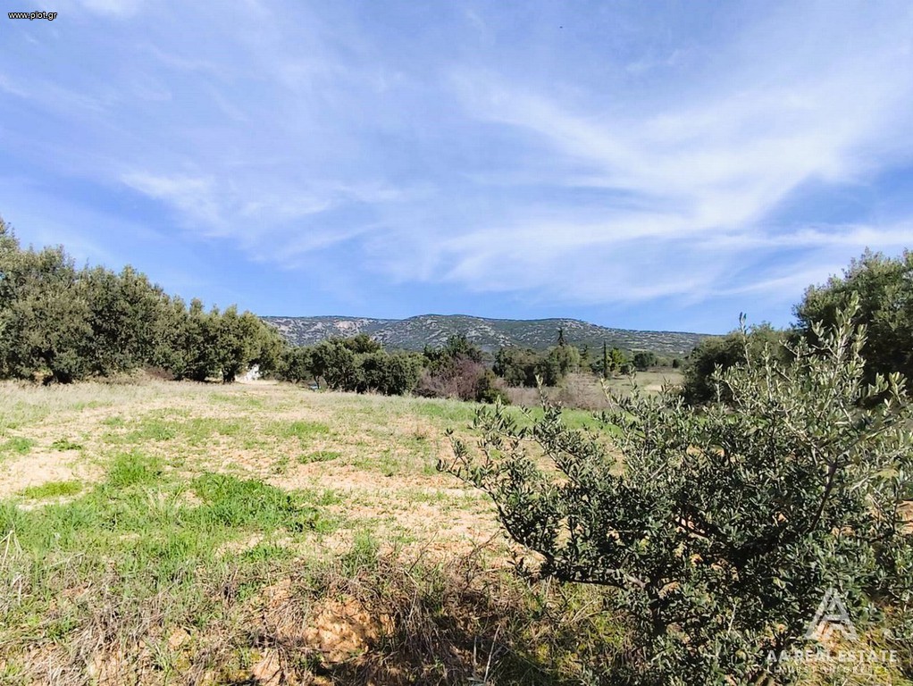 Αγροτεμάχια 2.961 τ.μ. πρός πώληση, Χαλκιδική, Τριγλία