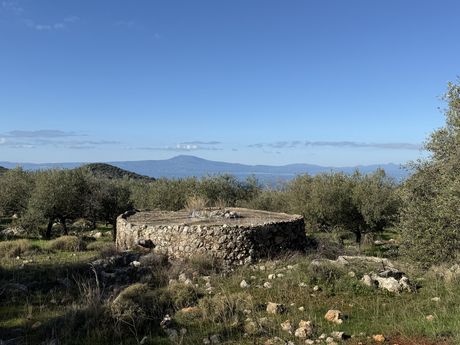 Αγροτεμάχια 10.000 τ.μ. για πώληση
