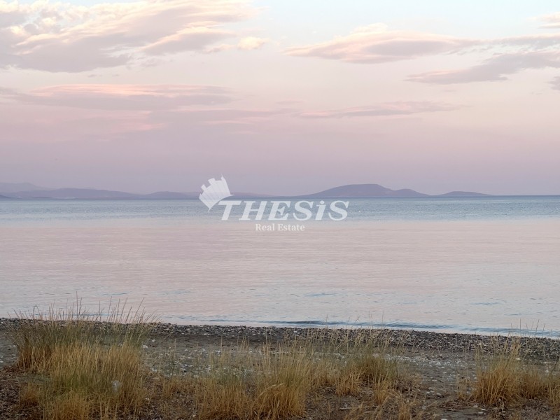 Οικόπεδο 5.315 τ.μ. προς πώληση, Σχινιάς