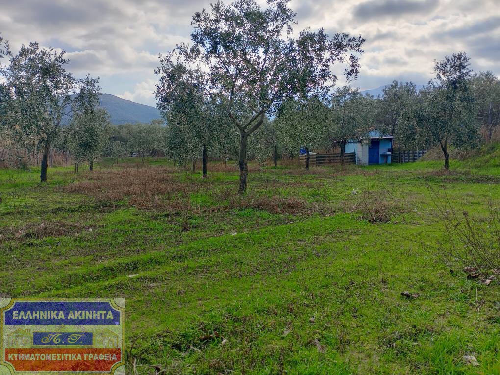 Αγροτεμάχια 817 τ.μ. προς πώληση, Καλύβες Θάσου