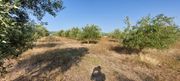 Αγροτεμάχια 20.000τ.μ. για πώληση-Αιτωλικό