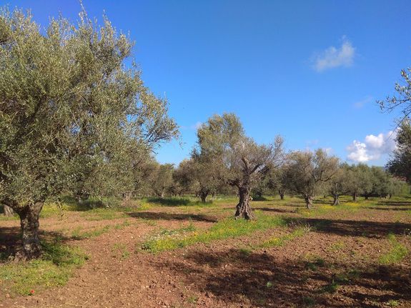 Αγροτεμάχια 4.500 τ.μ. για πώληση, Αχαΐα, Μεσσατίδα