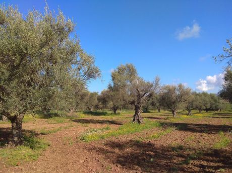 Αγροτεμάχια 4.500τ.μ. για πώληση-Μεσσατίδα » Οβριά