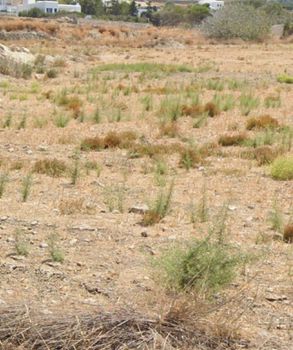 Land plot 11.000sqm for sale-Paros » Paroikia