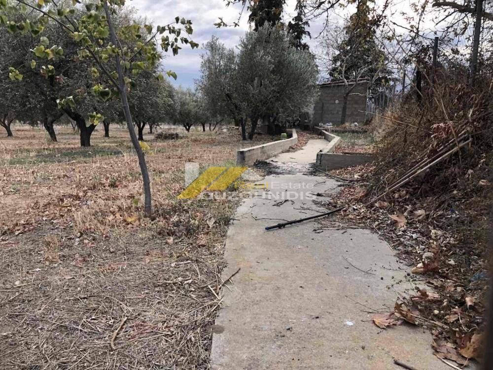 Αγροτεμάχια 4.300 τ.μ. πρός πώληση, Εβρος, Αλεξανδρούπολη