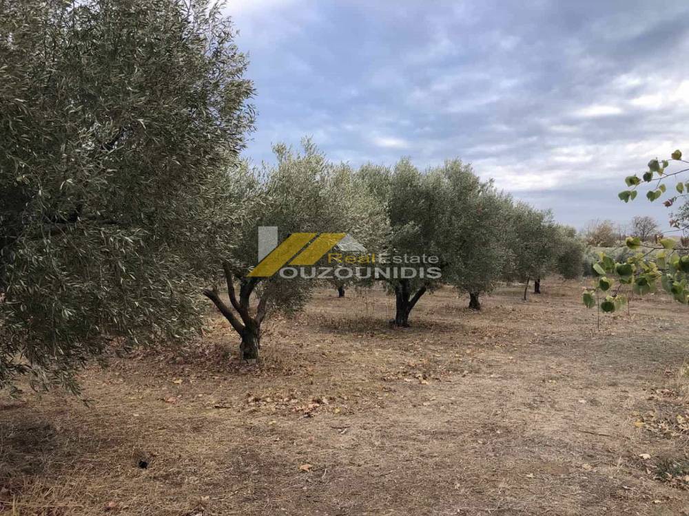 Αγροτεμάχια 4.300 τ.μ. πρός πώληση, Εβρος, Αλεξανδρούπολη