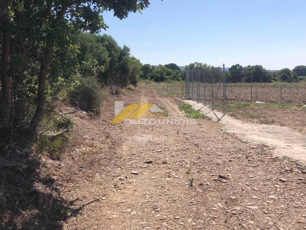 Αγροτεμάχια 3.000 τ.μ. πρός πώληση, Εβρος, Αλεξανδρούπολη