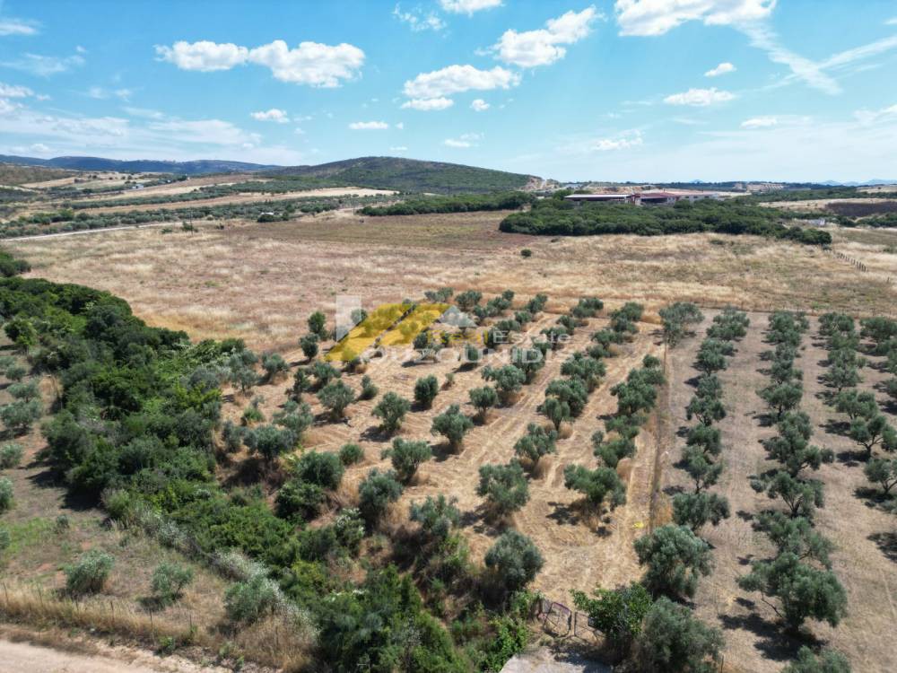 Αγροτεμάχια 7.800 τ.μ. πρός πώληση, Εβρος, Αλεξανδρούπολη
