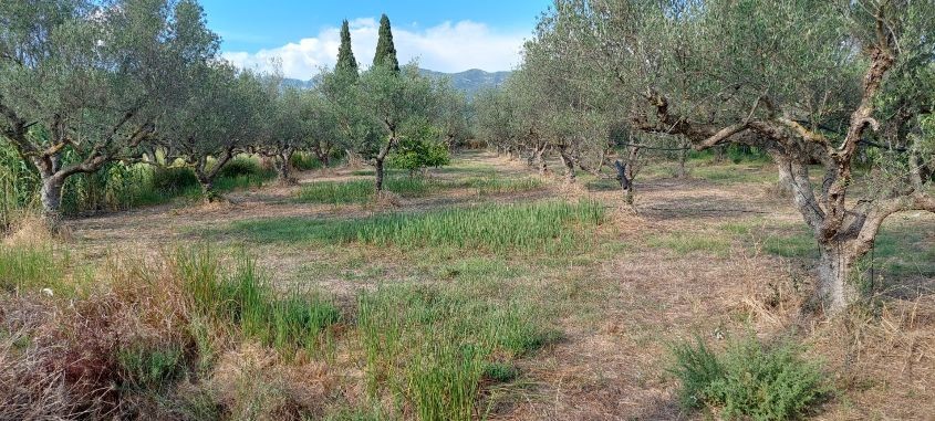 Οικόπεδο 2.800 τ.μ. πρός πώληση, Αιτωλοακαρνανία, Ιερά Πόλη Μεσολογγίου