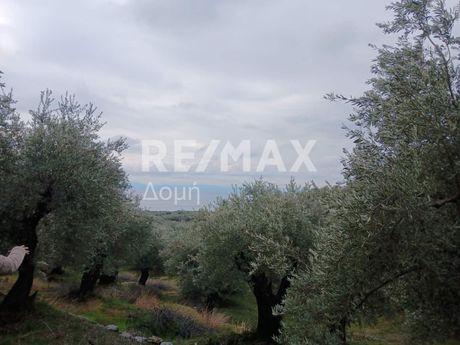 Οικόπεδο 2.000τ.μ. για πώληση-Μηλιές » Καλά νερά