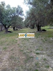 Αγροτεμάχια 24.300 τ.μ. για πώληση, Ν. Ρεθύμνου, Αρκάδι-thumb-2
