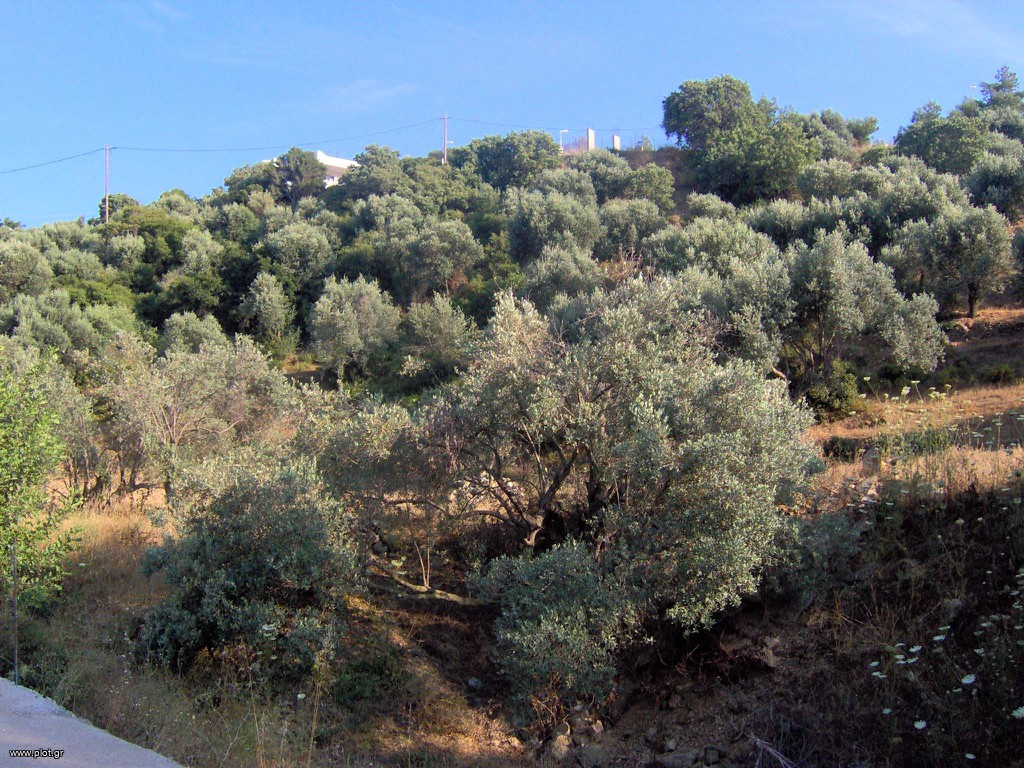 Οικόπεδο 4.184 τ.μ. πρός πώληση, Δωδεκάνησα, Λέρος