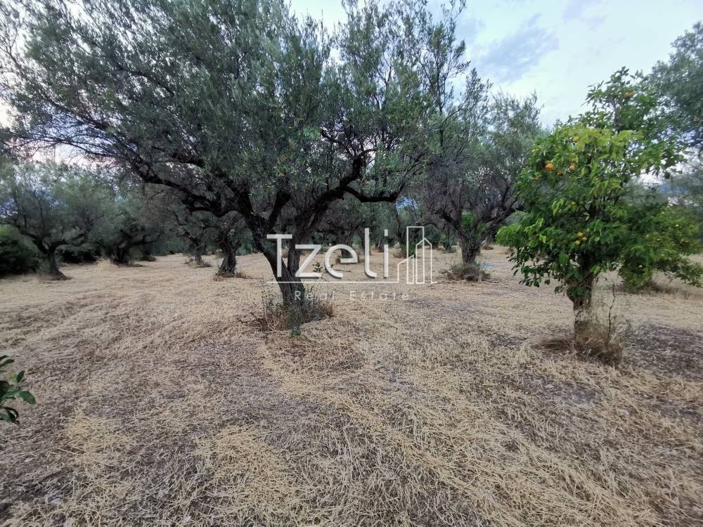 Οικόπεδο 7.022 τ.μ. για πώληση, Αχαΐα, Μεσσατίδα