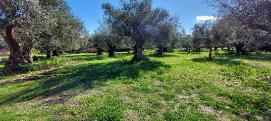 Land plot 1.800 sqm for sale, Aetolia & Acarnania, Iera Poli Messologiou